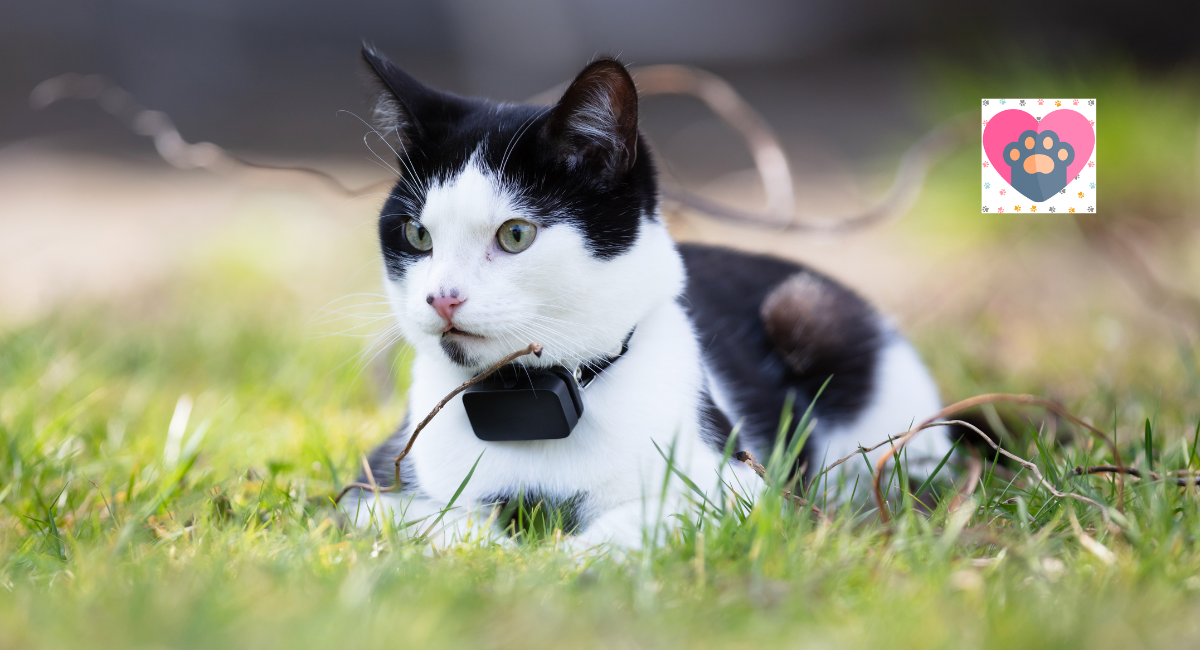 Are GPS Trackers A Purr-Fect Solution For Cats?