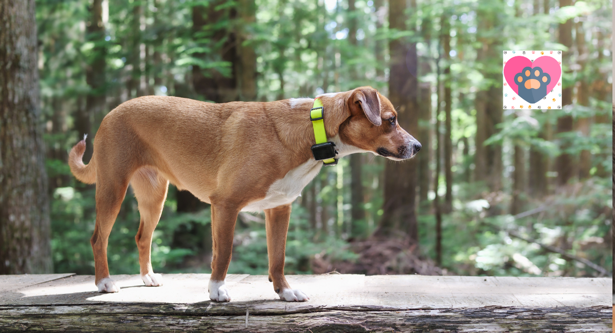 How A GPS Pet Tracking System Works?