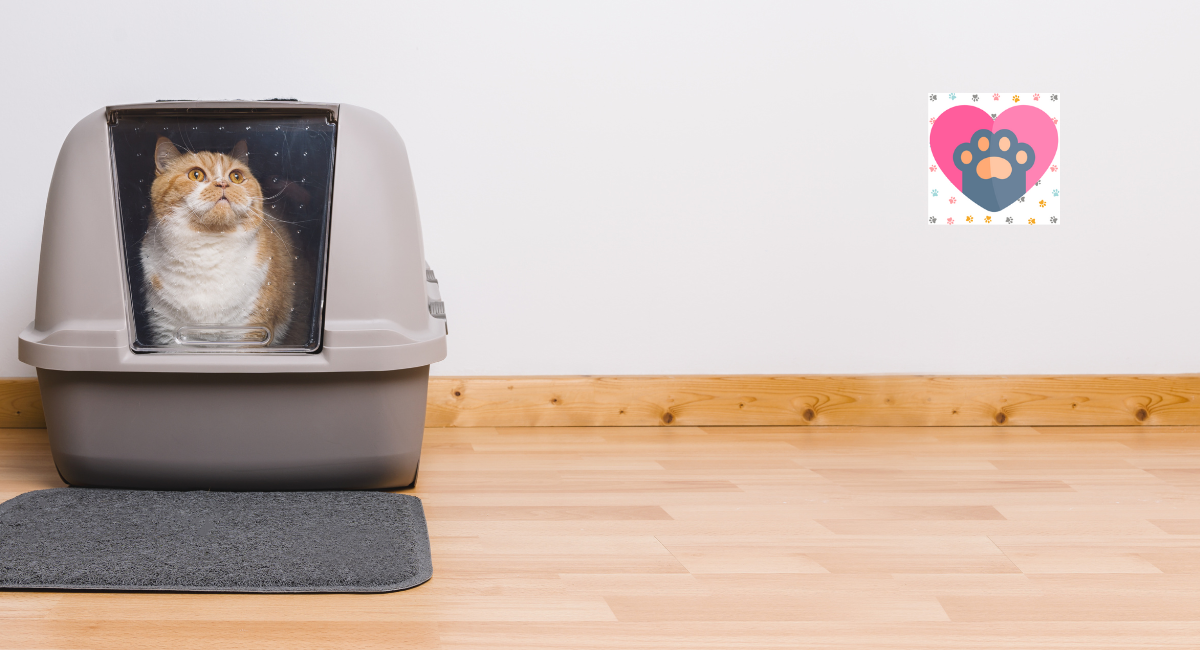 How To Choose The Right Automatic Cat Litter Box?