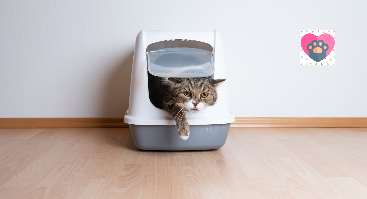 The Benefits Of Self-Cleaning Cat Litter Boxes