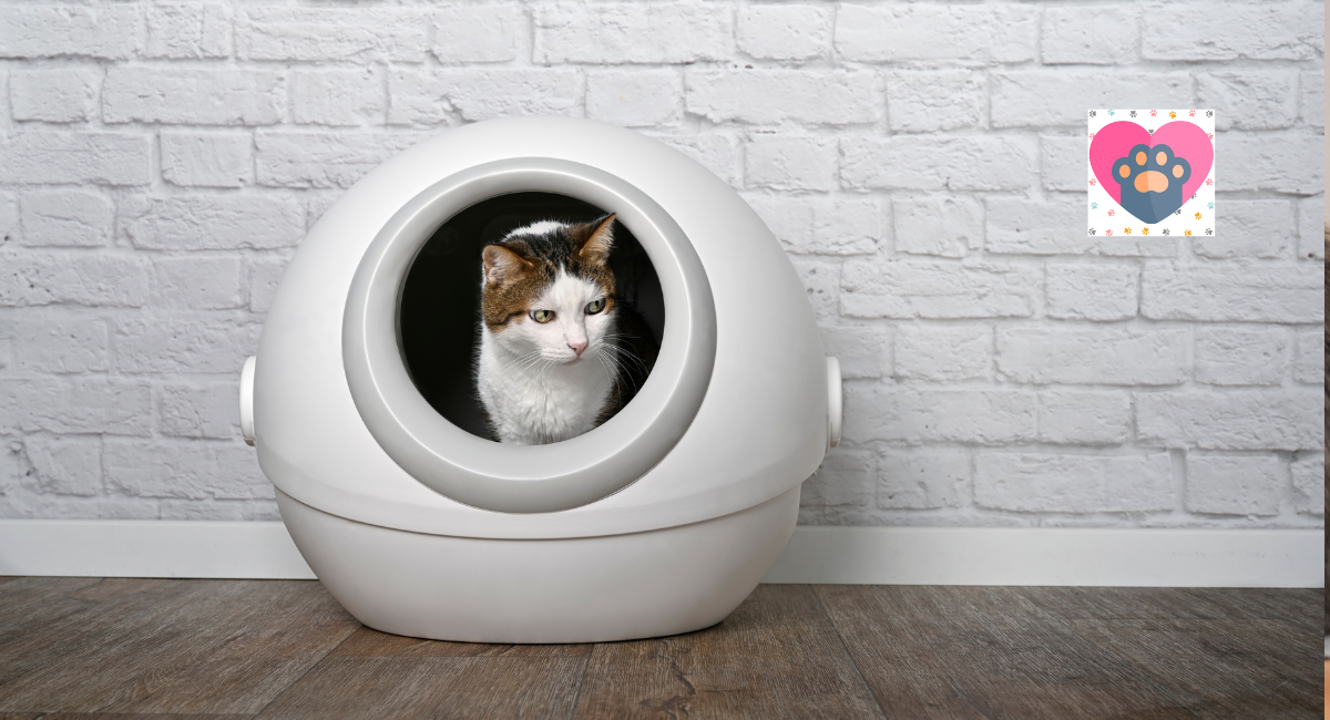 The Future Is Here With Wi-Fi Enabled Litter Boxes