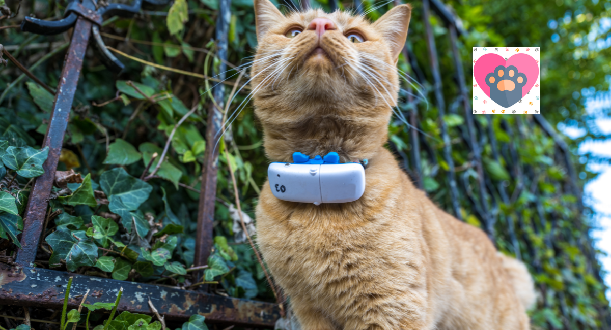 The Ultimate Guide To GPS Pet Trackers