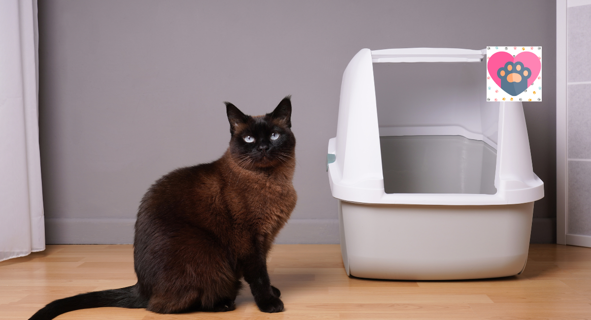 The Ultimate Guide to Automatic Litter Boxes