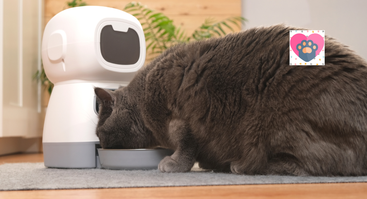 Top 10 Automatic Pet Feeders of 2024