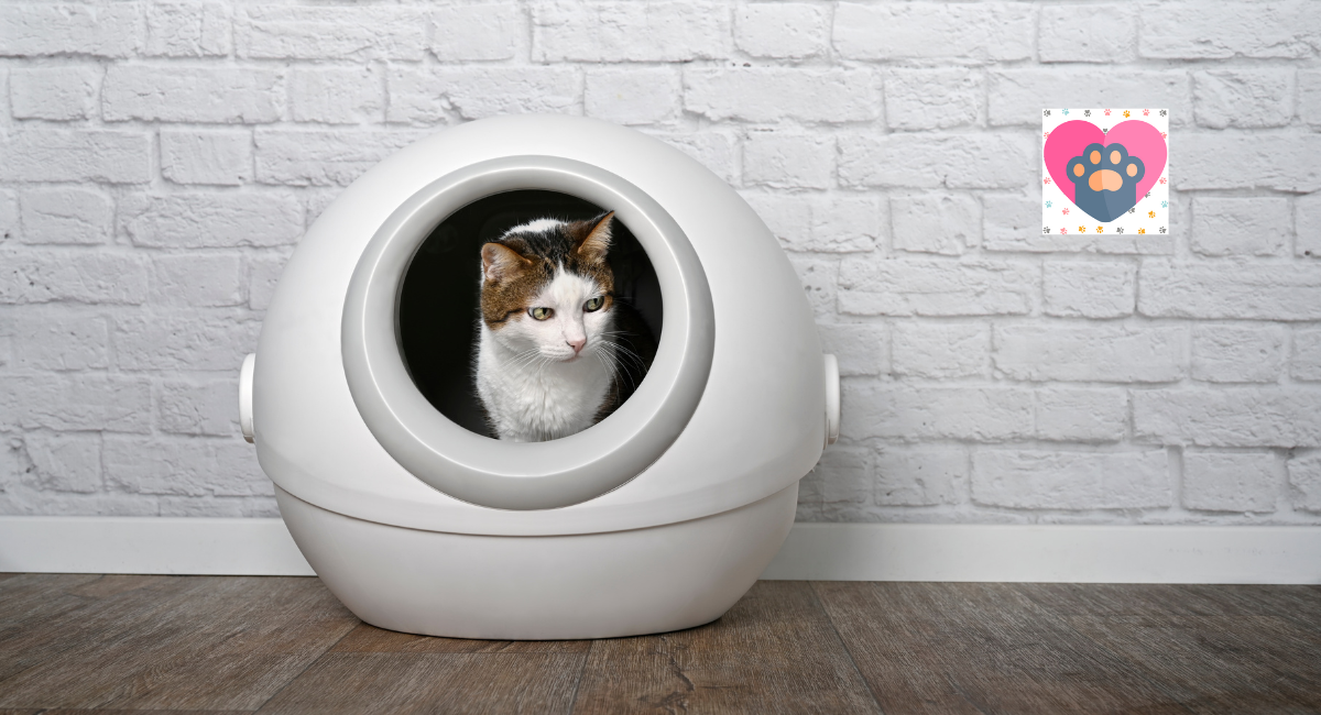 Top 10 Best Automatic Litter Boxes Of 2024
