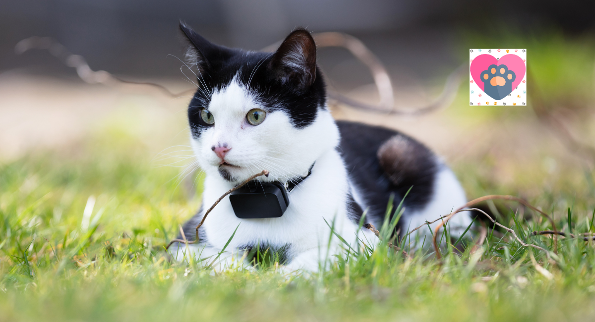 Top 10 Best GPS Pet Trackers For Your Furry Friend