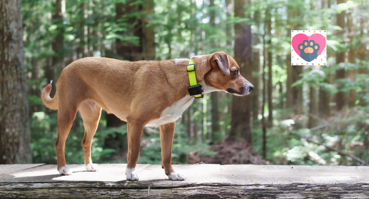 Why Your Pet Needs A GPS Collar: Safety First