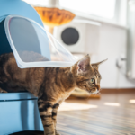 Space-Saving Solutions: Automatic Litter Boxes For Small Spaces