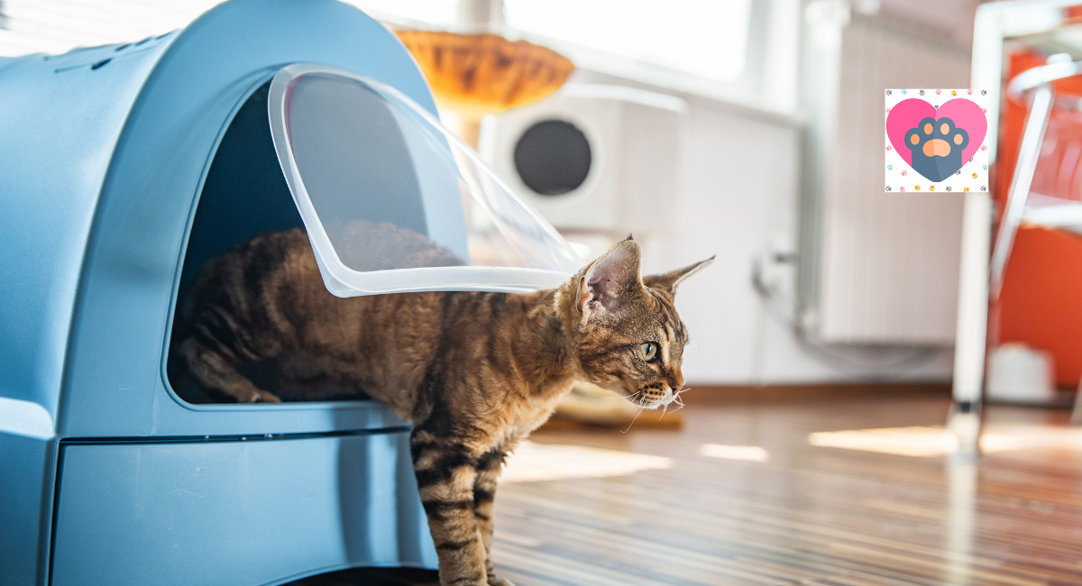 Space-Saving Solutions: Automatic Litter Boxes For Small Spaces